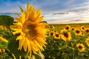Kensing debuts plant-based vitamin E ingredient, Sun E