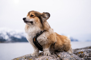 Krill: a natural superfood to support pet health