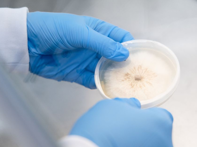 KÄÄPÄ Biotech raises $2.5m to scale medicinal mushroom extract production