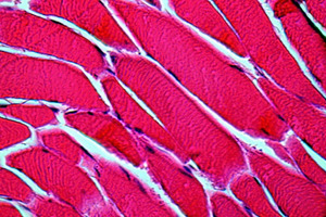 L-citrulline and glutathione support lean muscle mass