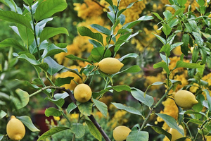 Lemon flavonoids’ antioxidant effects balance cholesterol levels, novel research highlights