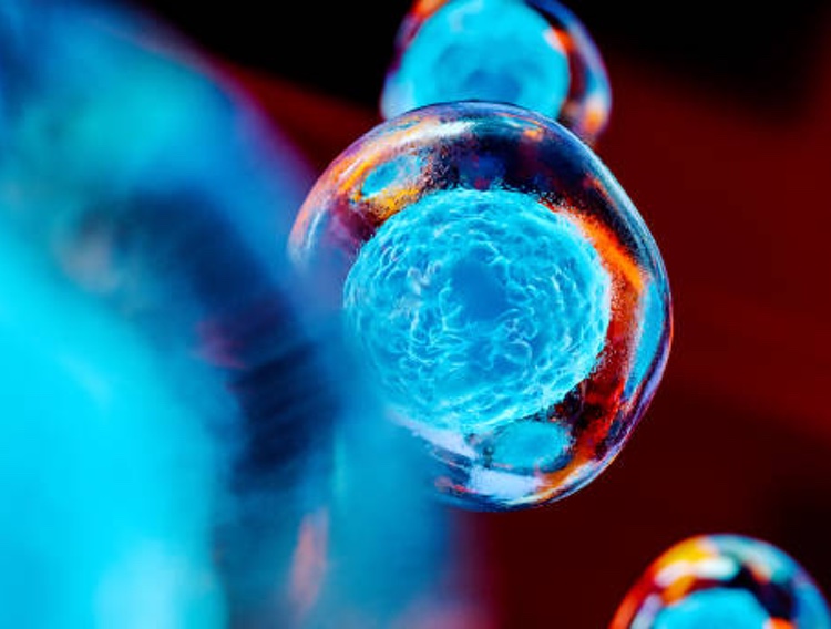 Life Extension debuts phytonutrient combination for stem cell function