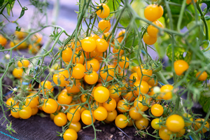 Lycored's Lumenato to be deemed a Novel Food by the EFSA