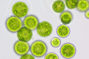 Make the omega-3s green!
