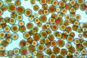 Making a difference with organic astaxanthin
