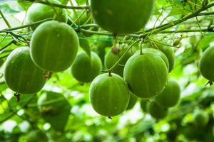Manus debuts US-produced Monk Fruit Sweetener at IFT FIRST