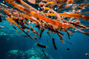 Marinova named the ‘best marine biotech’ at the International Life Science Awards
