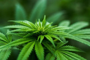 Medical cannabis act passed in Germany