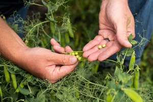 Merit launches organic plant protein ingredient
