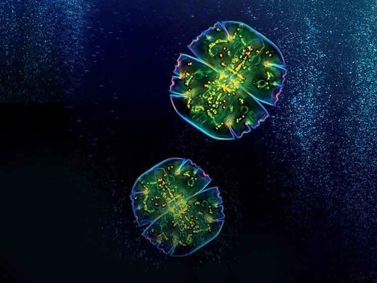 Microphyt to showcase microalgae-based ingredients at SupplySide West