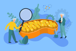 Mitochondrial health emerges as a foundational pillar of healthspan nutrition