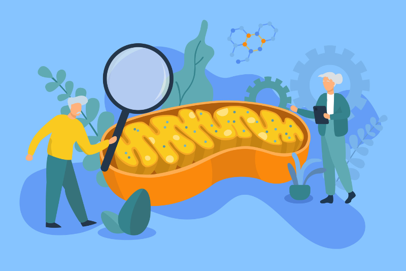 Mitochondrial health emerges as foundational pillar of healthspan nutrition