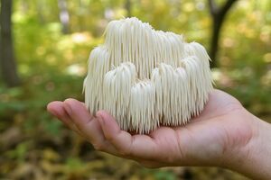 Monterey Nutra launches functional mushroom extract powder ManeFocus