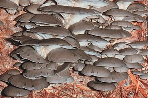 Nammex to introduce two new functional mushroom ingredients at SupplySide West