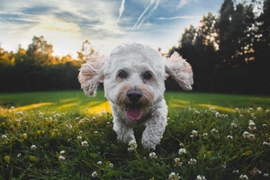 NASC announces successful tolerability study of cannabidiol products in healthy dogs