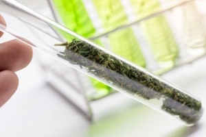 Neptune researches new medical and wellness cannabinoid-based products
