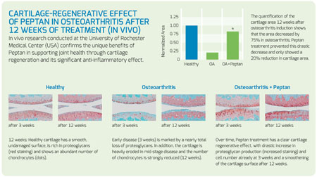 New in vivo data evidence Peptan’s efficacy in regenerating cartilage and reducing joint inflammation
