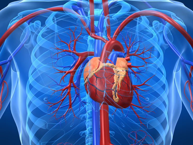 New MenaQ7 vitamin k2 cardiovascular study published