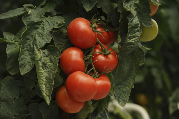 New research reveals synergistic role of tomato and rosemary with lutein for eye health