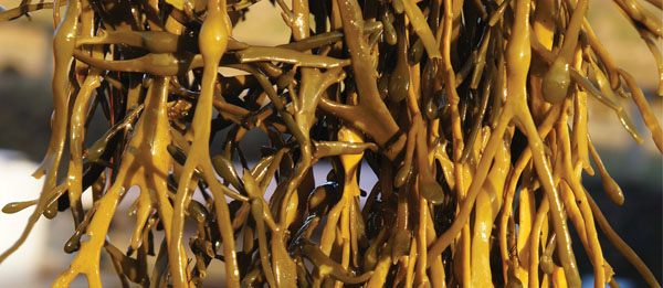New seaweed innovations improve nutrient release and reduce negative flavours: study shows