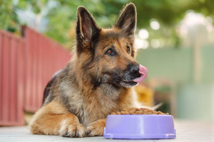 New study demonstrates consistent and targeted prebiotic effects of Benicaros for canine gut health