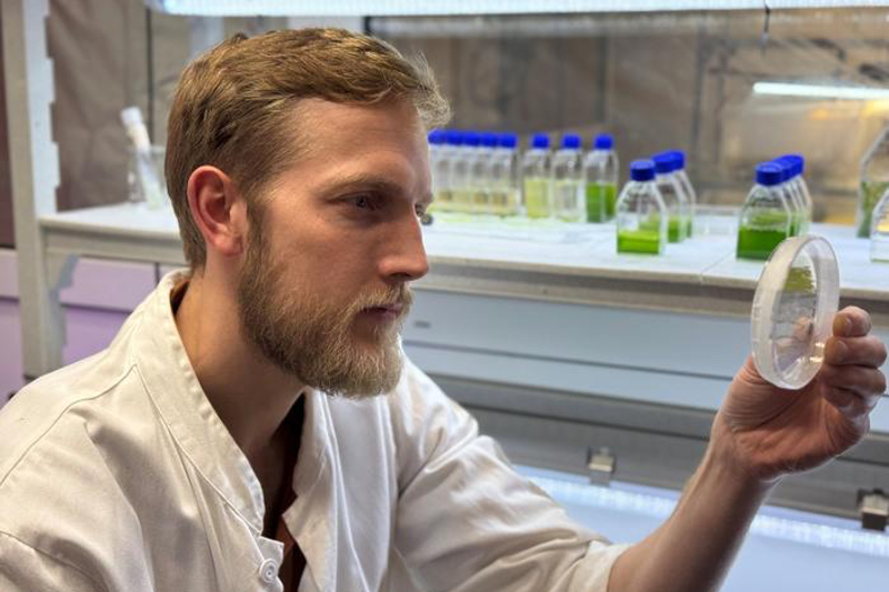 New study reveals the best way to cultivate nutrient-rich microalgae