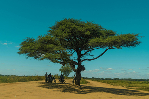 Nexira's acacia fibres recognised by NutraStrong's Prebiotic Verified programme