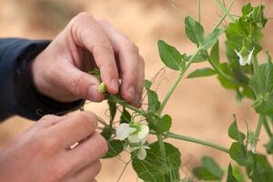 Non-GMO technology shapes the future of plant protein 
