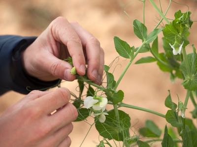 Non-GMO technology shapes the future of plant protein 