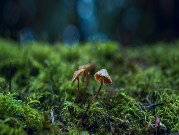 Novozymes launches myco-protein innovation platform