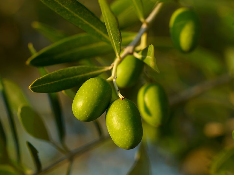 Olive leaf extract shows antibacterial properties 
