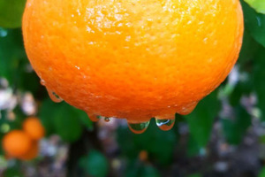 Orri Jaffa mandarins heading to North America