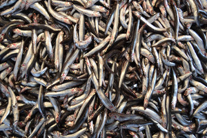 Peruvian fishing companies to join Global Organization for EPA and DHA