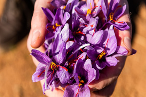 Pharmactive saffron extract awarded US patent for mood benefits