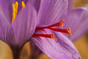 Pharmactive saffron extract gains US patent for mood support
