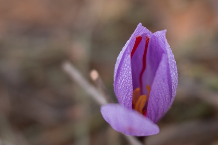 Pharmactive saffron extract works with antidepressants 