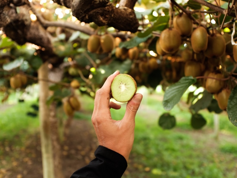 Pharmactive unveils high potency kiwi extract for digestion