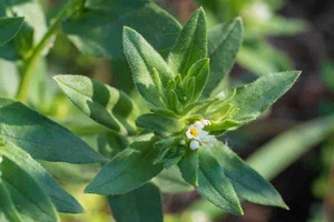 Plant-based omega-3s offer similar benefits to marine-derived iterations, review notes
