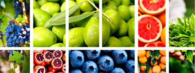 Polyphenols: a new grade of Oxxynea with clinical study and proven bioavailability

