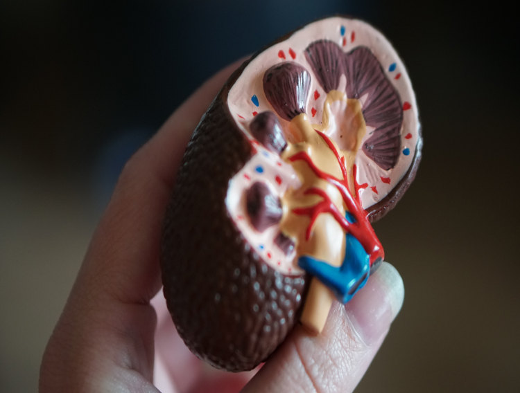 Potential vitamin K2 combination for CKD patients
