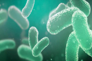 ProBiotix highlights ‘promising findings’ on probiotic for cholesterol reduction