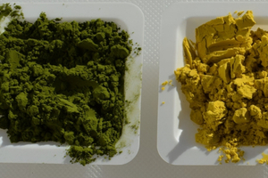 ProFuture and AllMicroalgae collaborate on new Chlorella strain