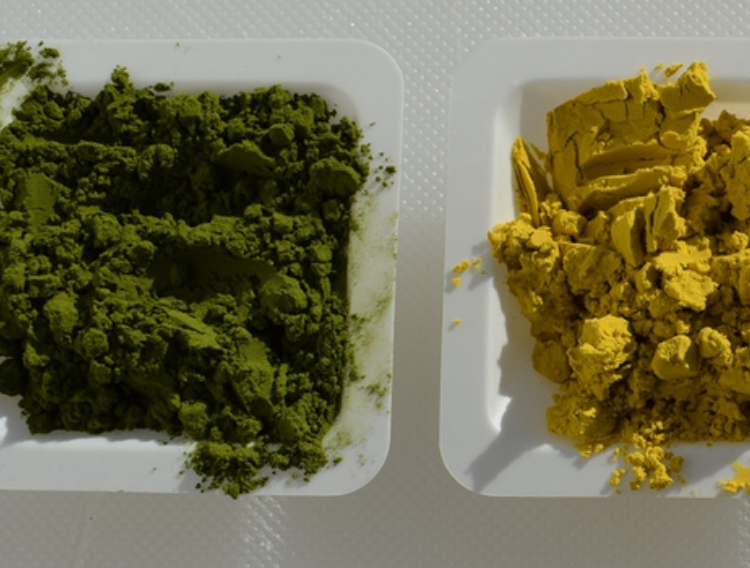 ProFuture and AllMicroalgae collaborate on new Chlorella strain