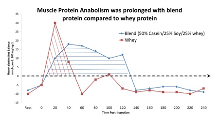Figure 1: Muscle protein anabolism was prolonged with a protein blend compared with whey protein alone