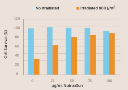 Figure 2. In this in vitro study, NutroxSun boosted the survival rate of human skin cells exposed to UV radiation. In tests, the highest dose
of NutroxSun resulted in the survival of about 90% of cells, compared
with just 30% of cells without NutroxSun protection.