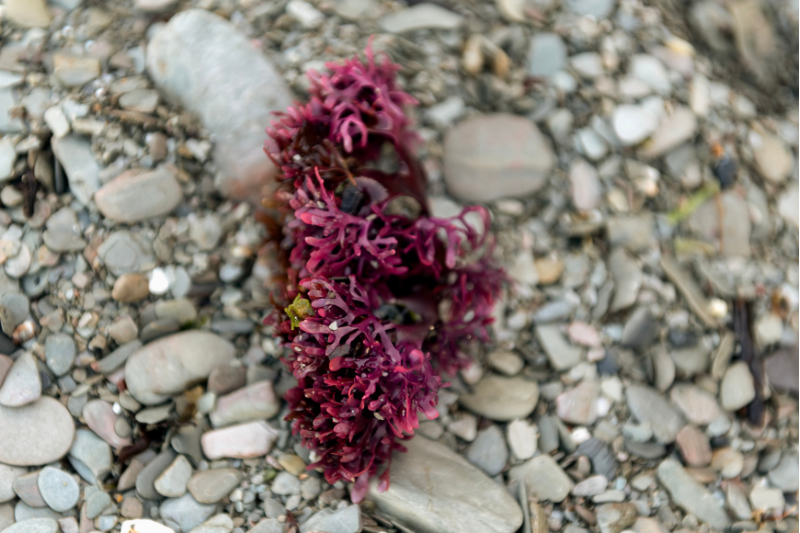 Pure Ocean Algae launches Ireland's first cultivated red seaweed supplement range targeting hair and hormones