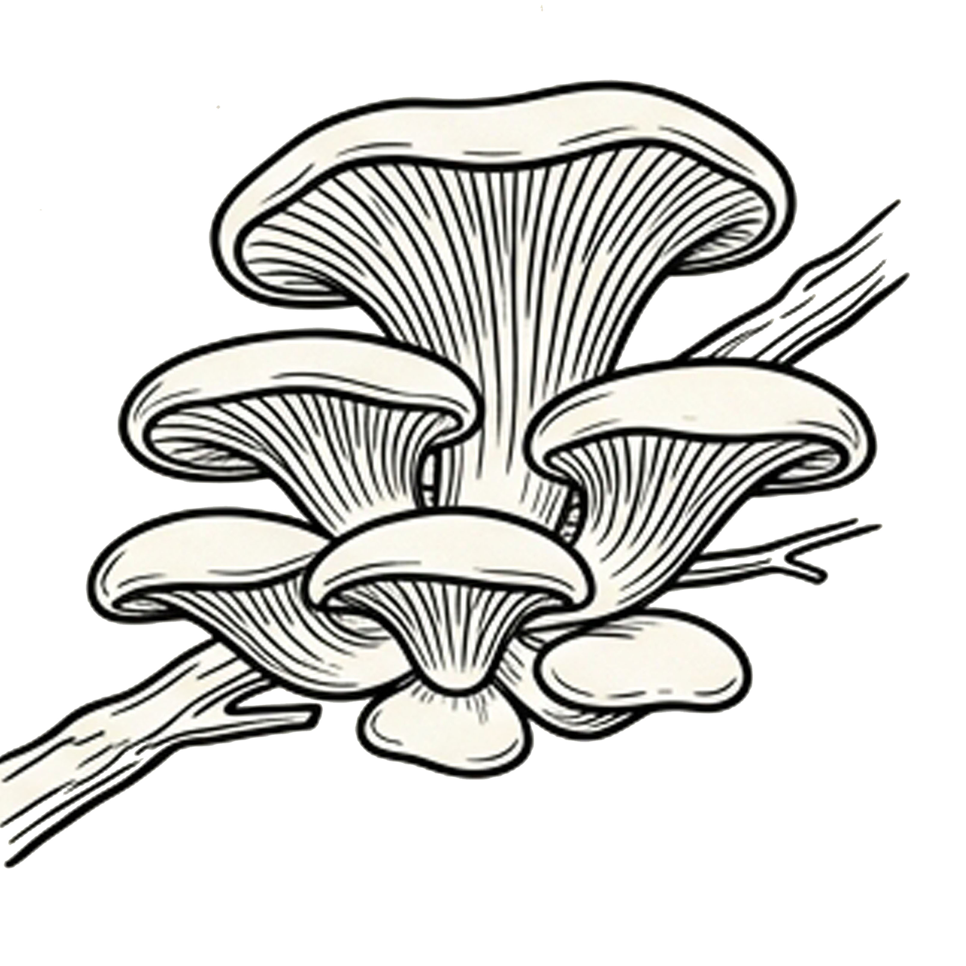 Qualifying functional mushroom suppliers across borders
