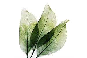 Rapid focus, no caffeine: new study confirms Zynamite delivers fast-acting benefits for cognition and mood