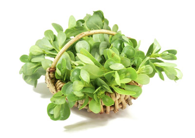 Research suggests purslane extract mimics insulin 
