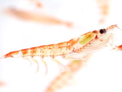 Rimfrost acquires second Antarctic Krill harvesting licence 